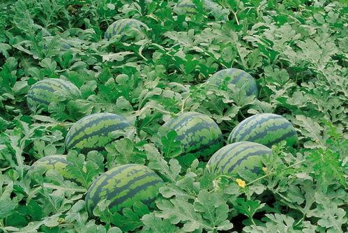 五一吃瓜网最新官网入口,揭秘五一热门话题,尽享娱乐盛宴!